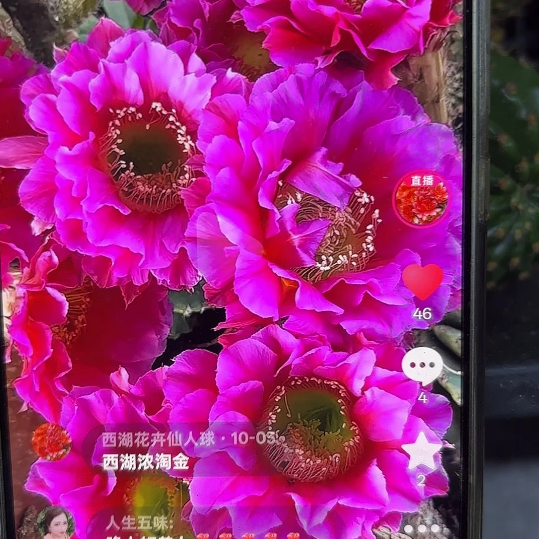 浓桃筋侧牙20包邮23