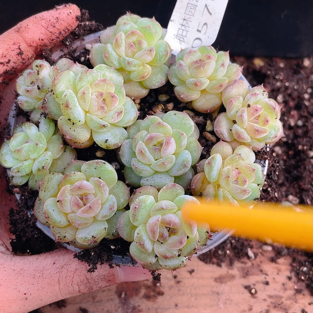 多肉植物多肉植物576