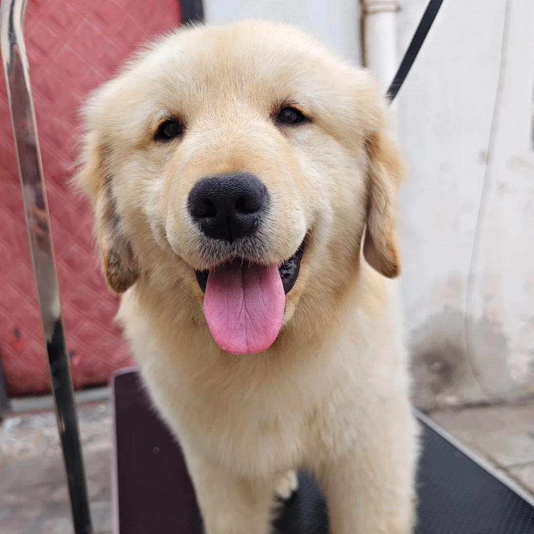 【金满屋犬舍】金毛（一物一拍）家庭可爱宠物狗狗活体幼犬