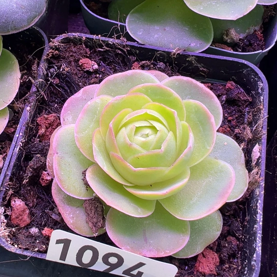 山地玫瑰1094帕系