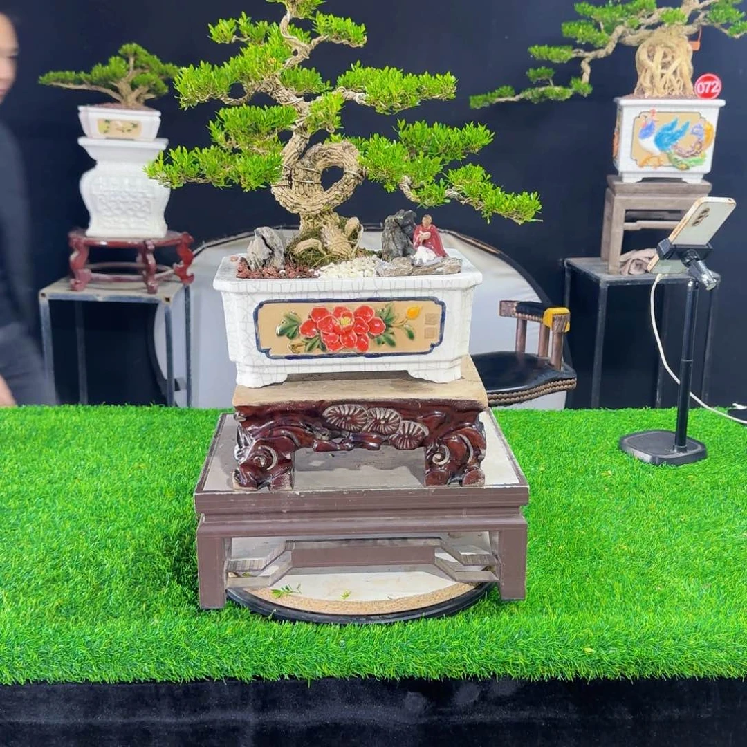 当前无花朵，栽培后可花朵