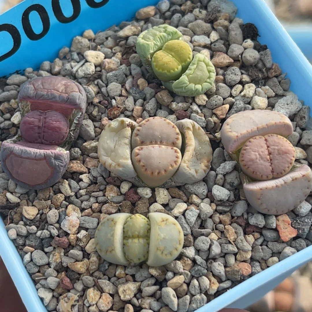 0067净窗饼干彩套五颗