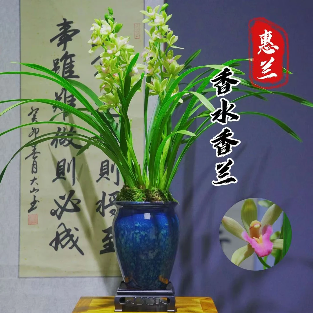兰花大花香水香兰带花苞浓香型带盆种好好养易活室内绿植