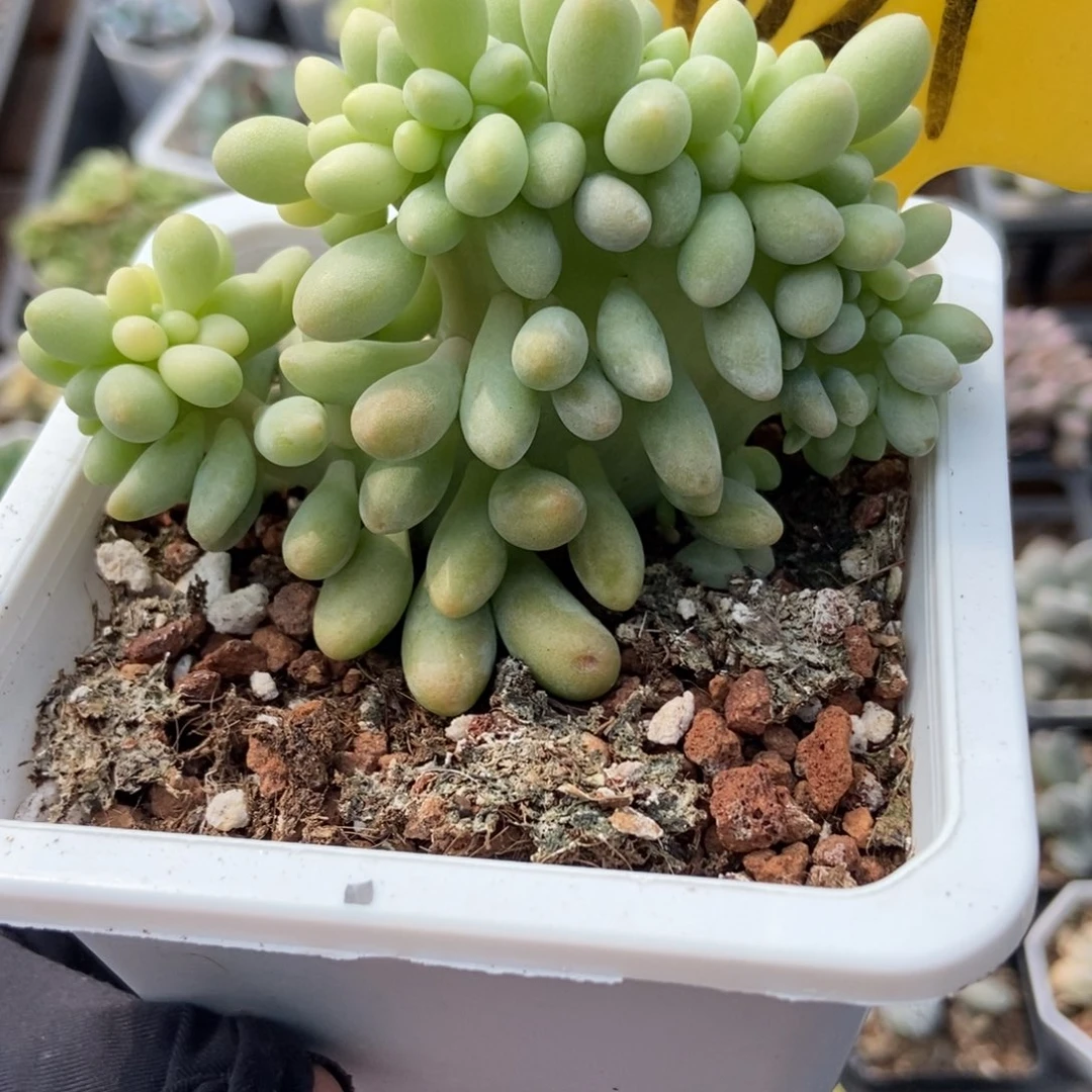 1621汤圆缀多肉植物