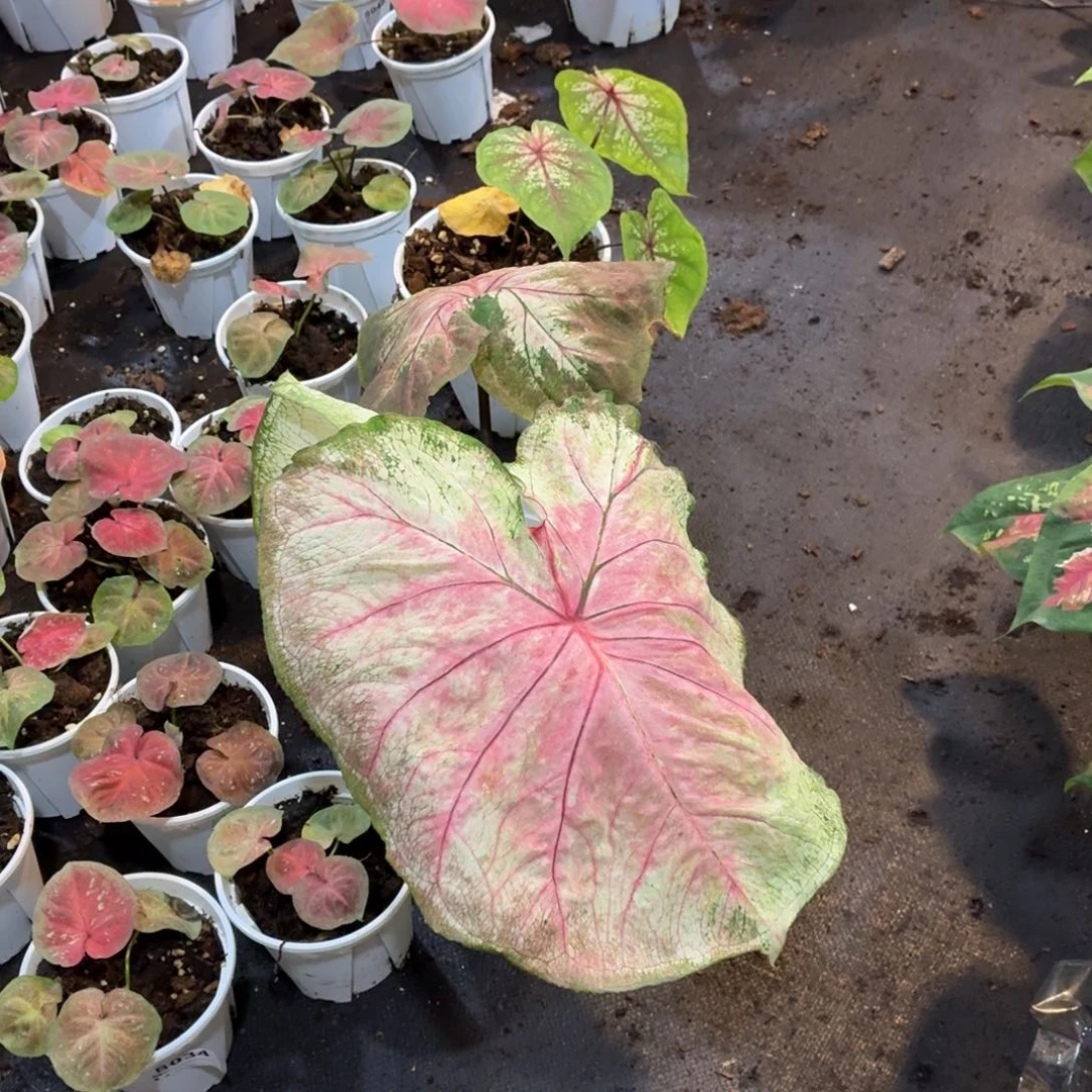 大部分开放少量花苞B040