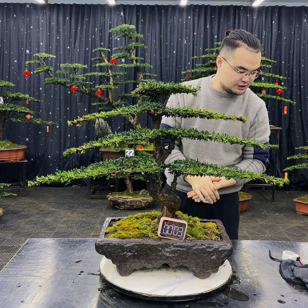 松树柏树造型盆景