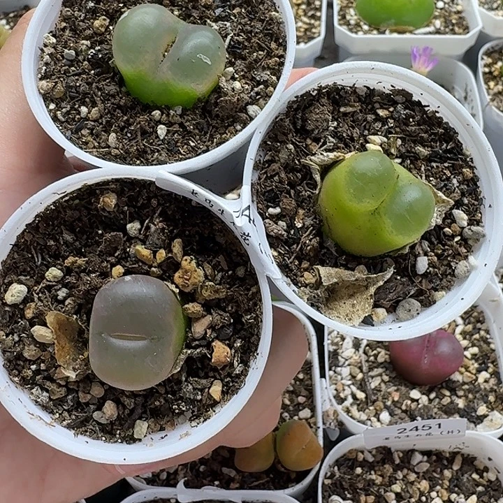 老马生石花毛毛2744