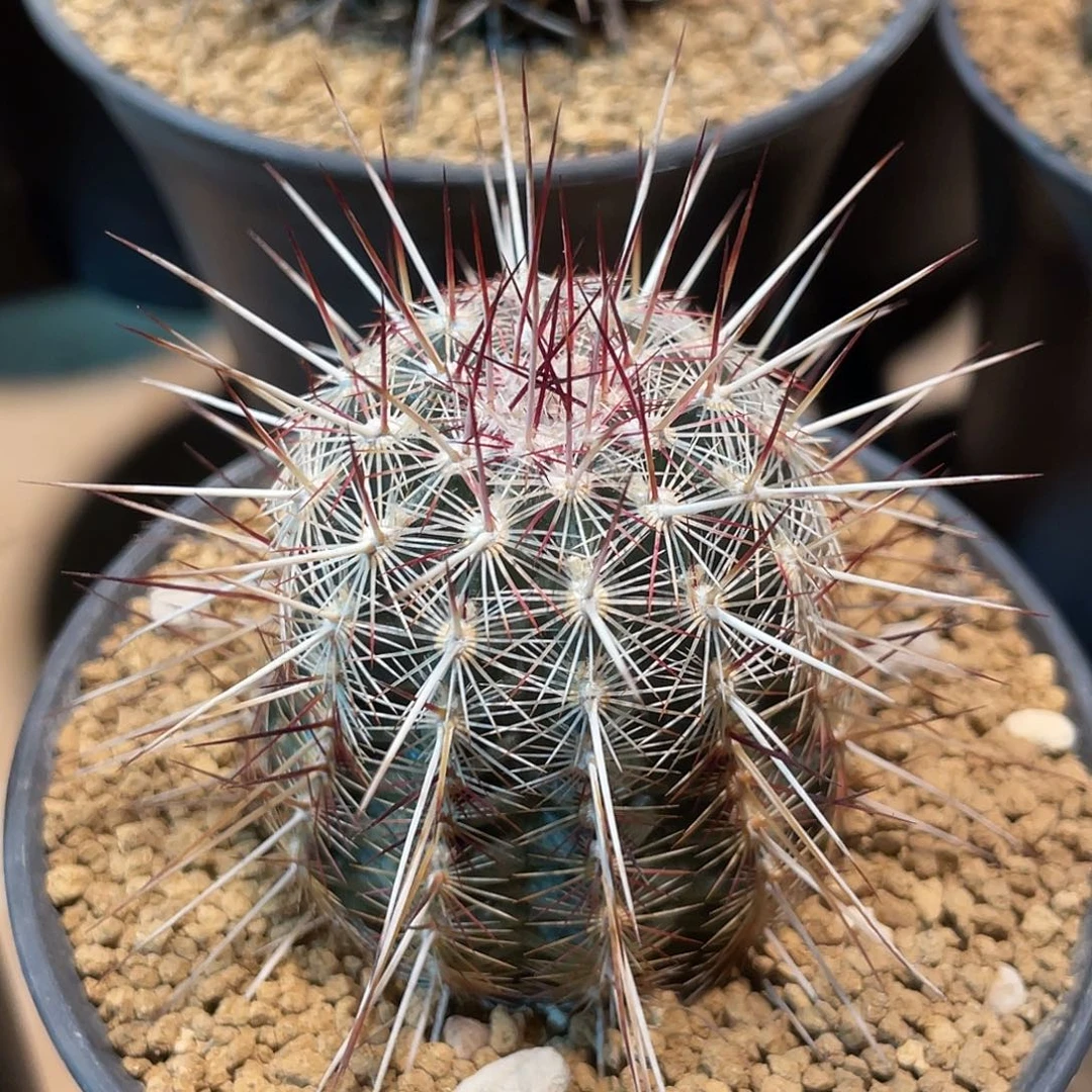 仙人球鹿角柱属红白司虾5厘米