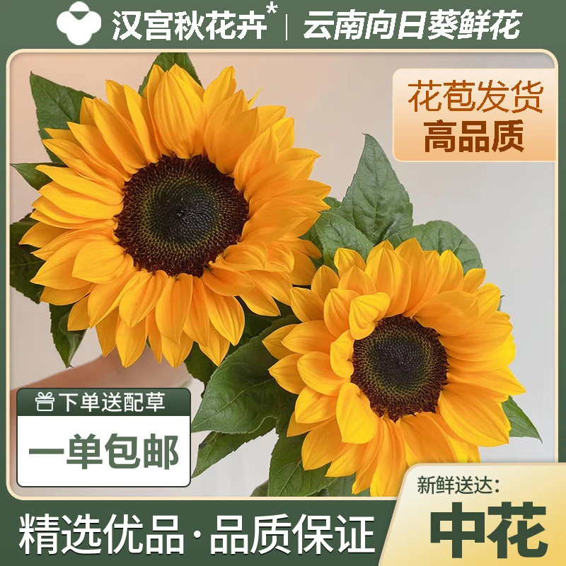 【云南鲜花】向日葵新鲜云南鲜花基地直发批发水养植物家养送人女孩