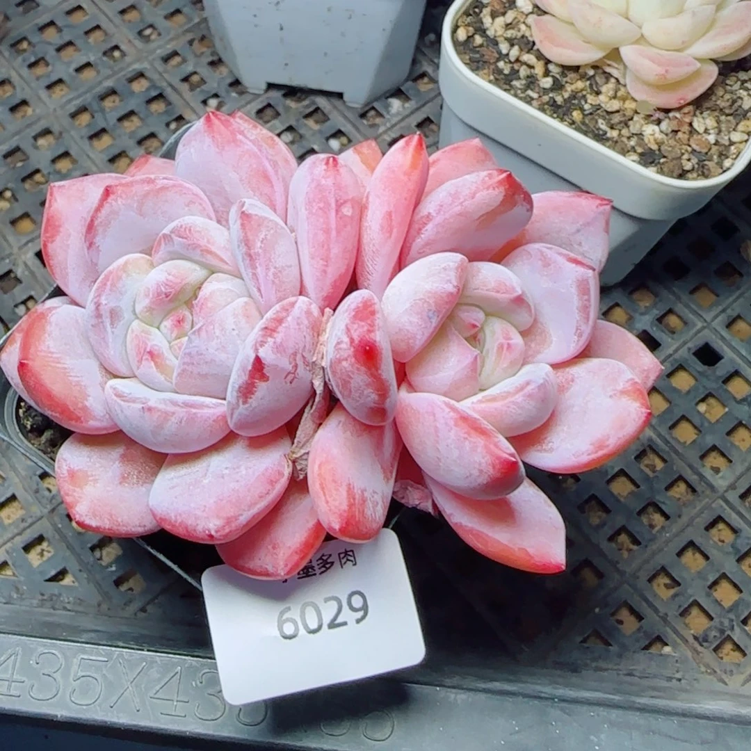 飘枝星影，6029多肉植物