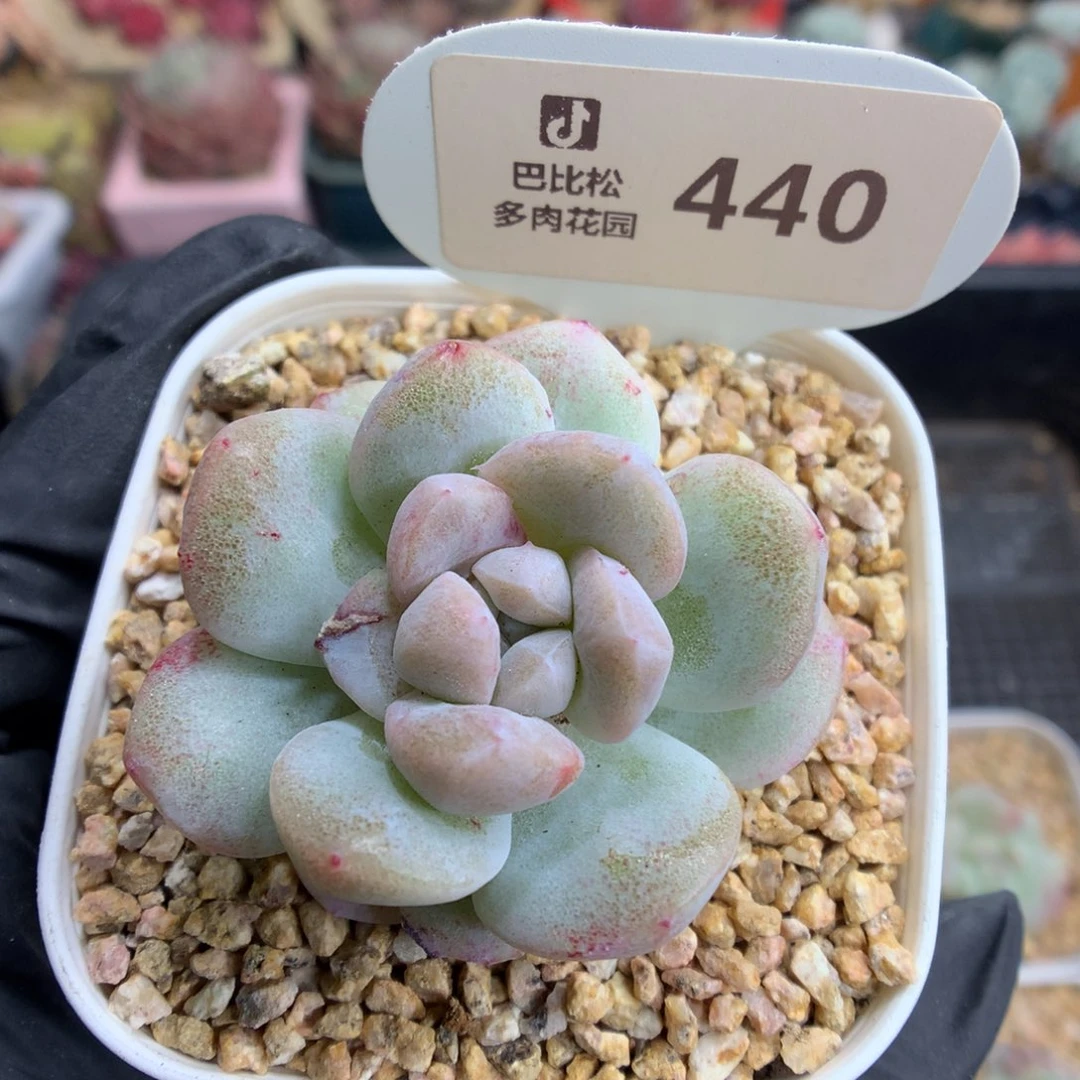 裸**蚁440 冰玉石化多肉