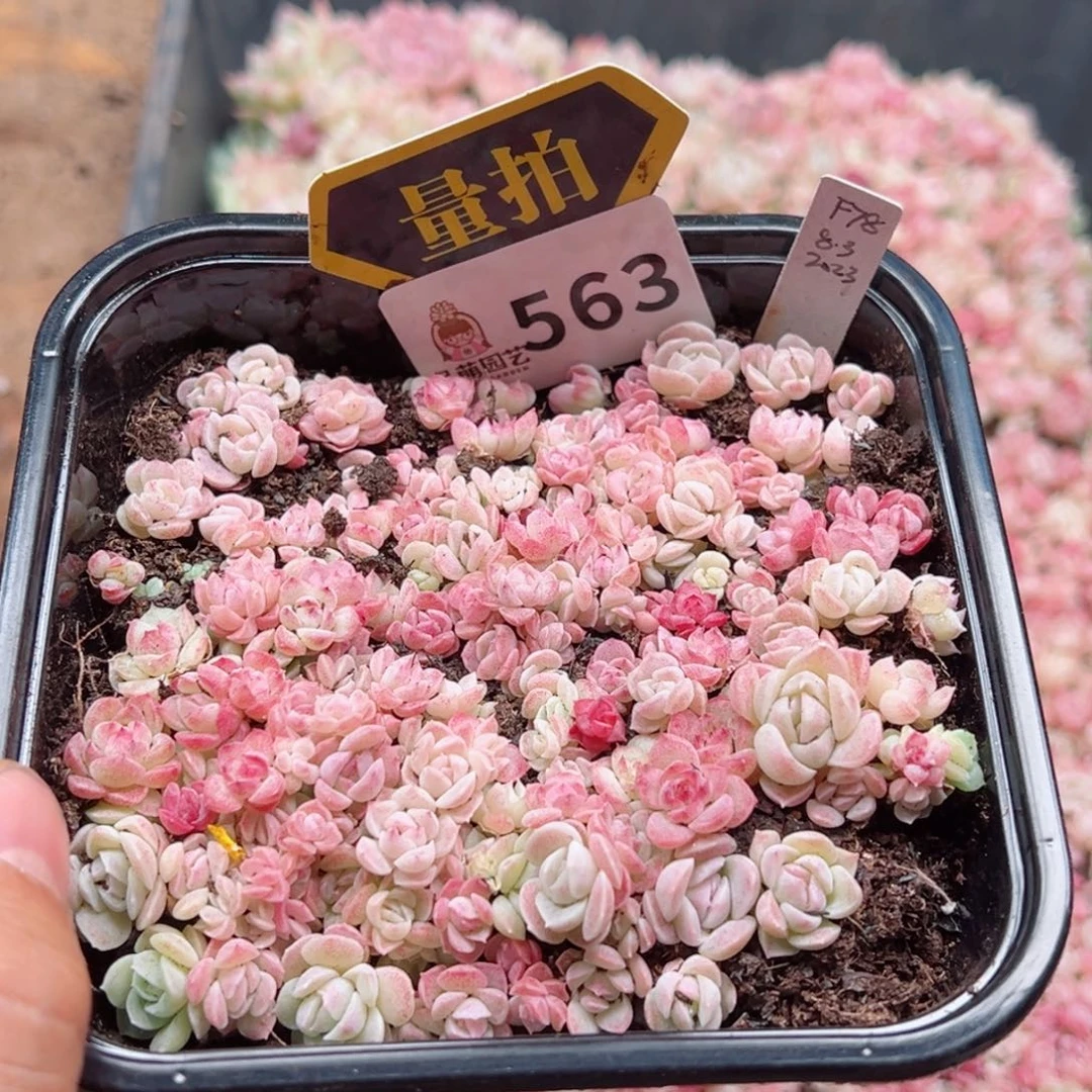 多肉植物多肉植物