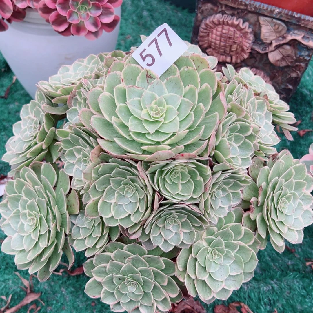 577粉花妖法师多肉植物