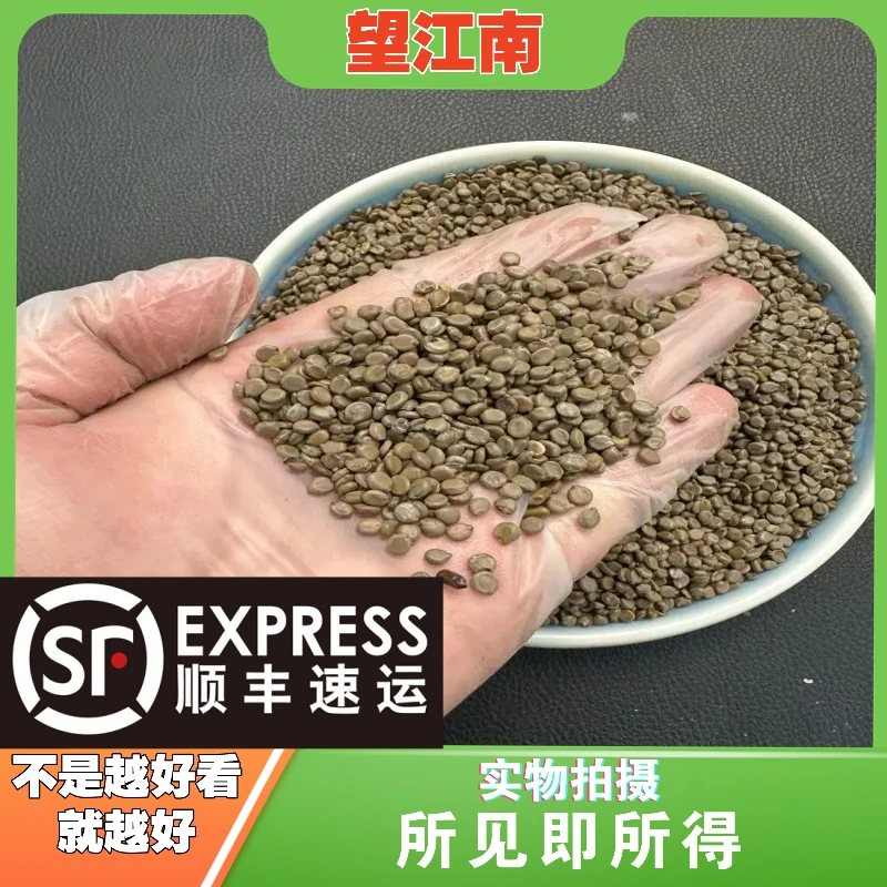 望江南成都中药材批发别名：凤凰草 羊角豆 假决明子山绿豆