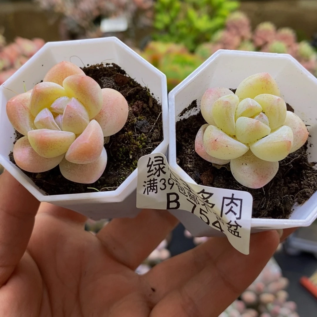 754冰玉/3cm多肉植物