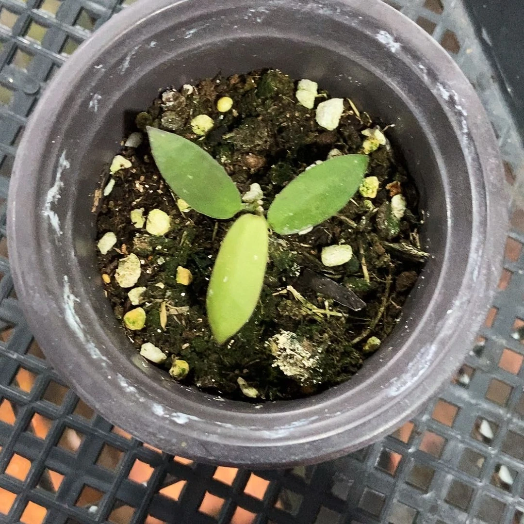 完全开放印尼红斑印