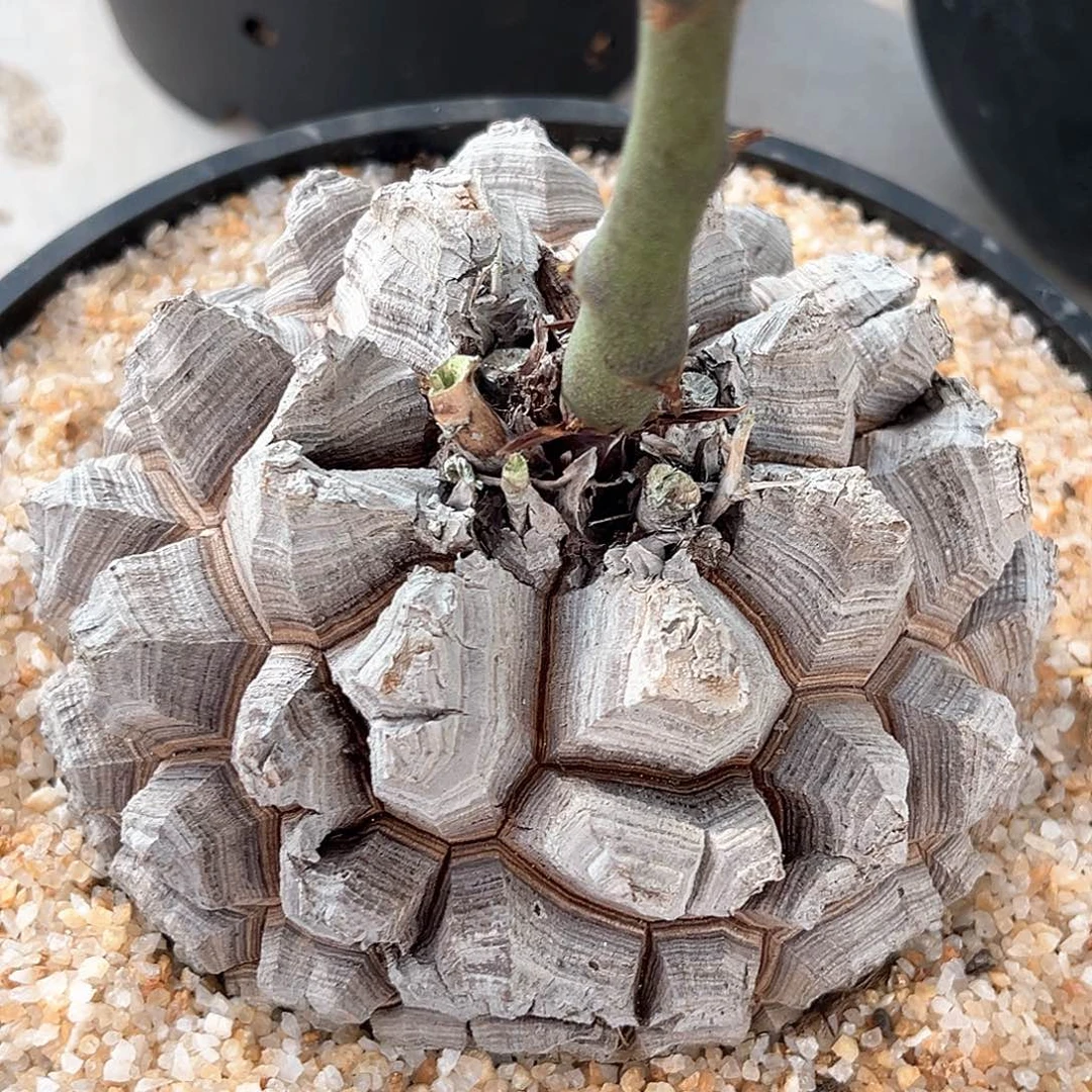 潮流植物精品白皮剑甲龟，9036