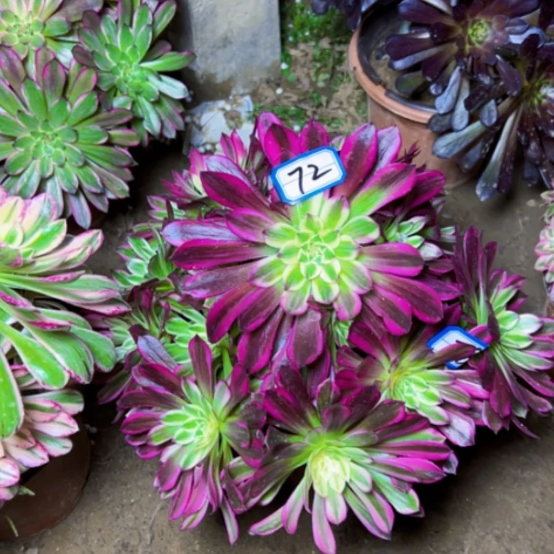 【闪购商品】多肉植物天合72