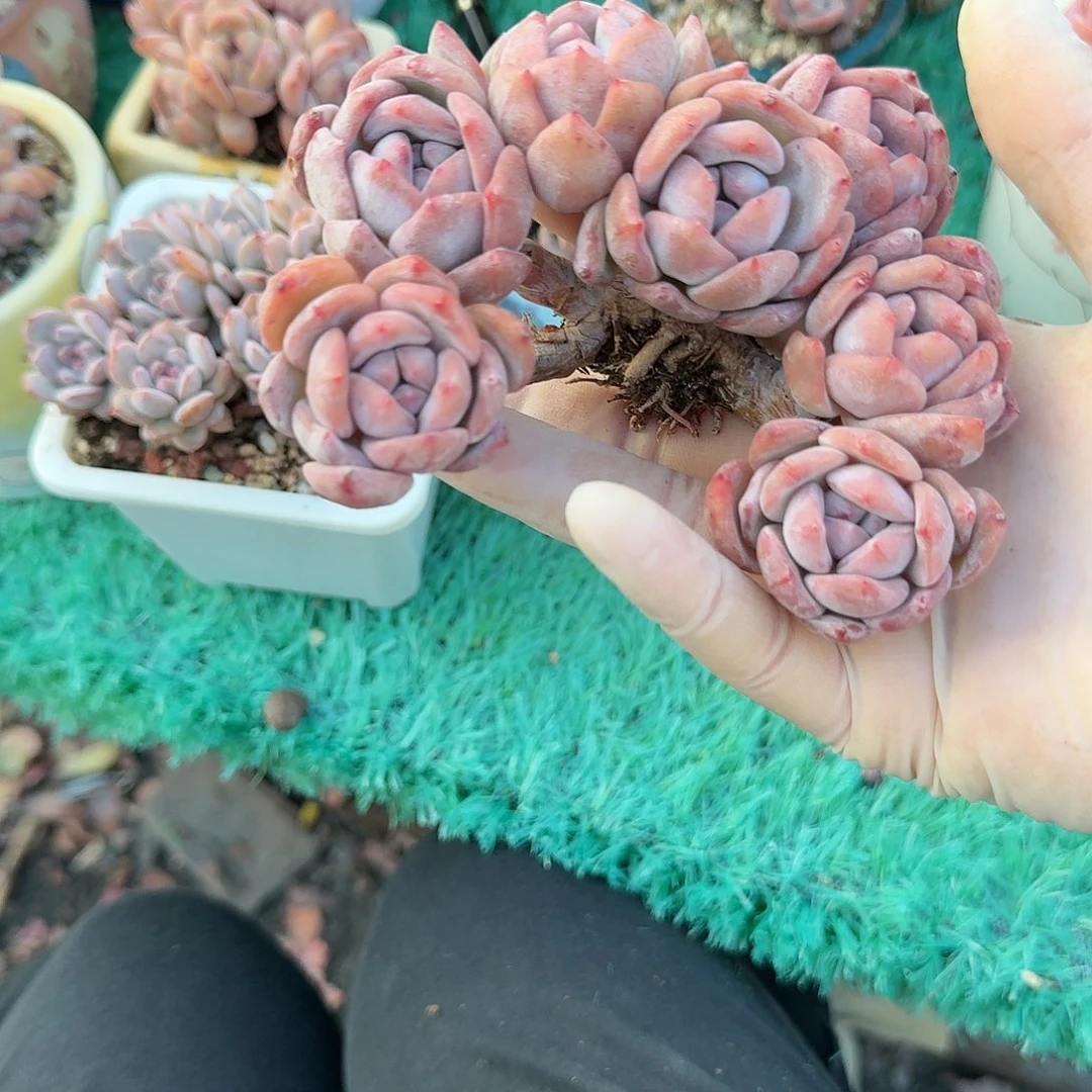 星影朵朵树精品包邮