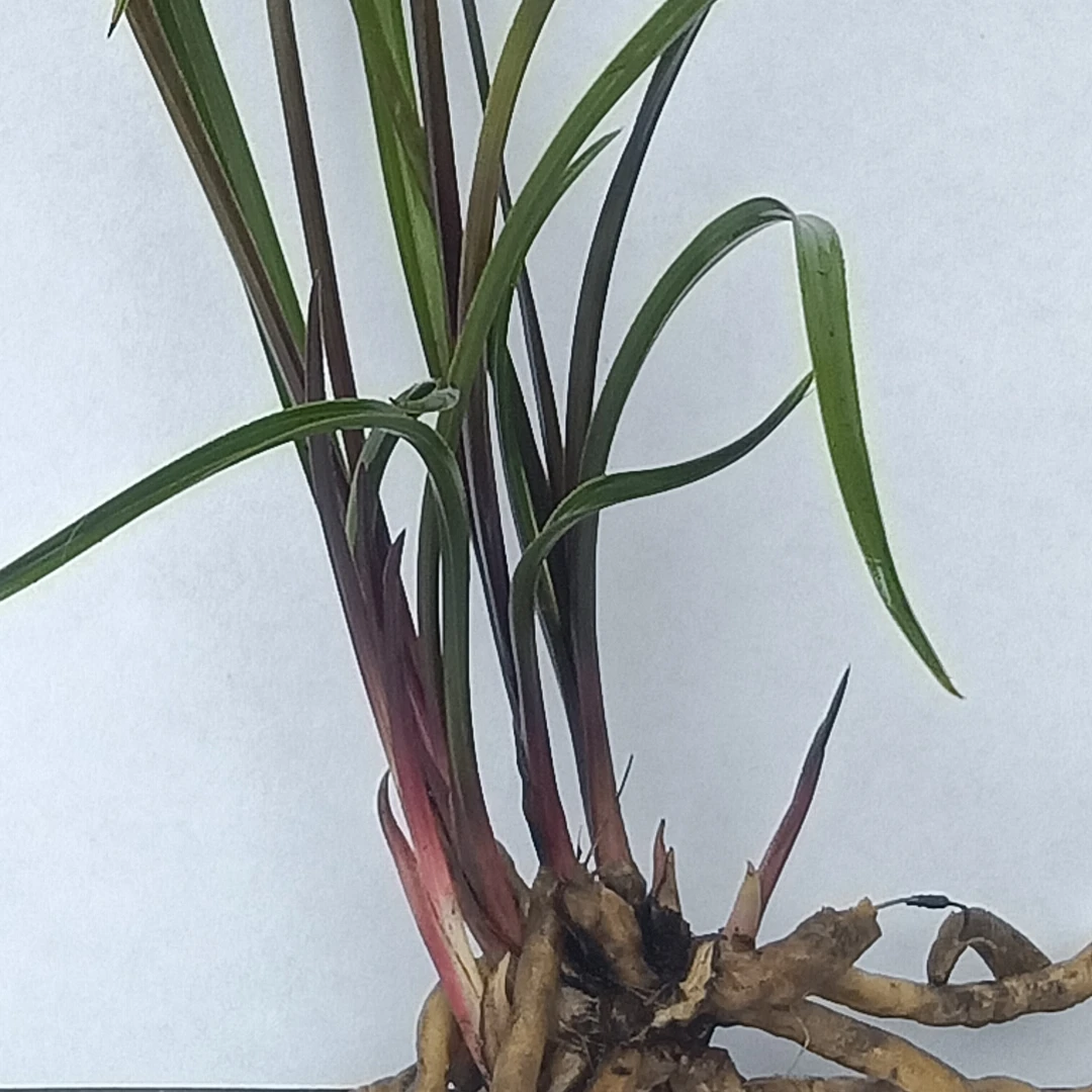 对版蕙兰龙卷红香妃红浓香型室外好养花卉绿植盆栽