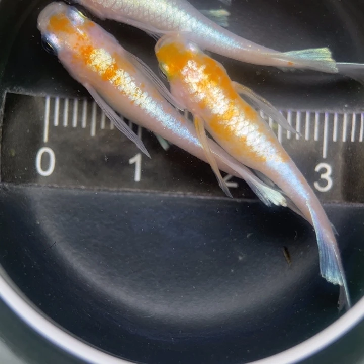 海水鱼真长种鱼28号