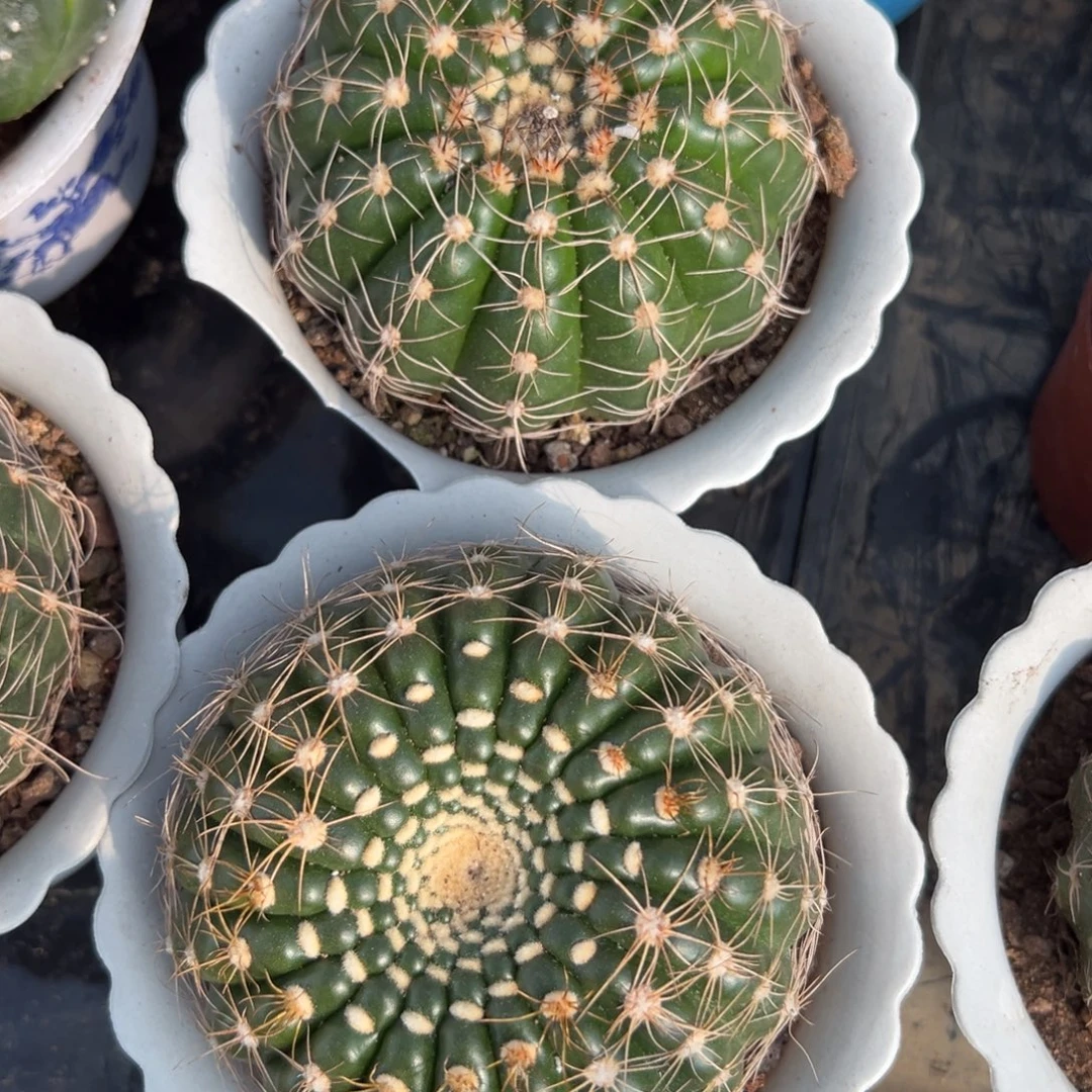 炫美玉随机一颗了。