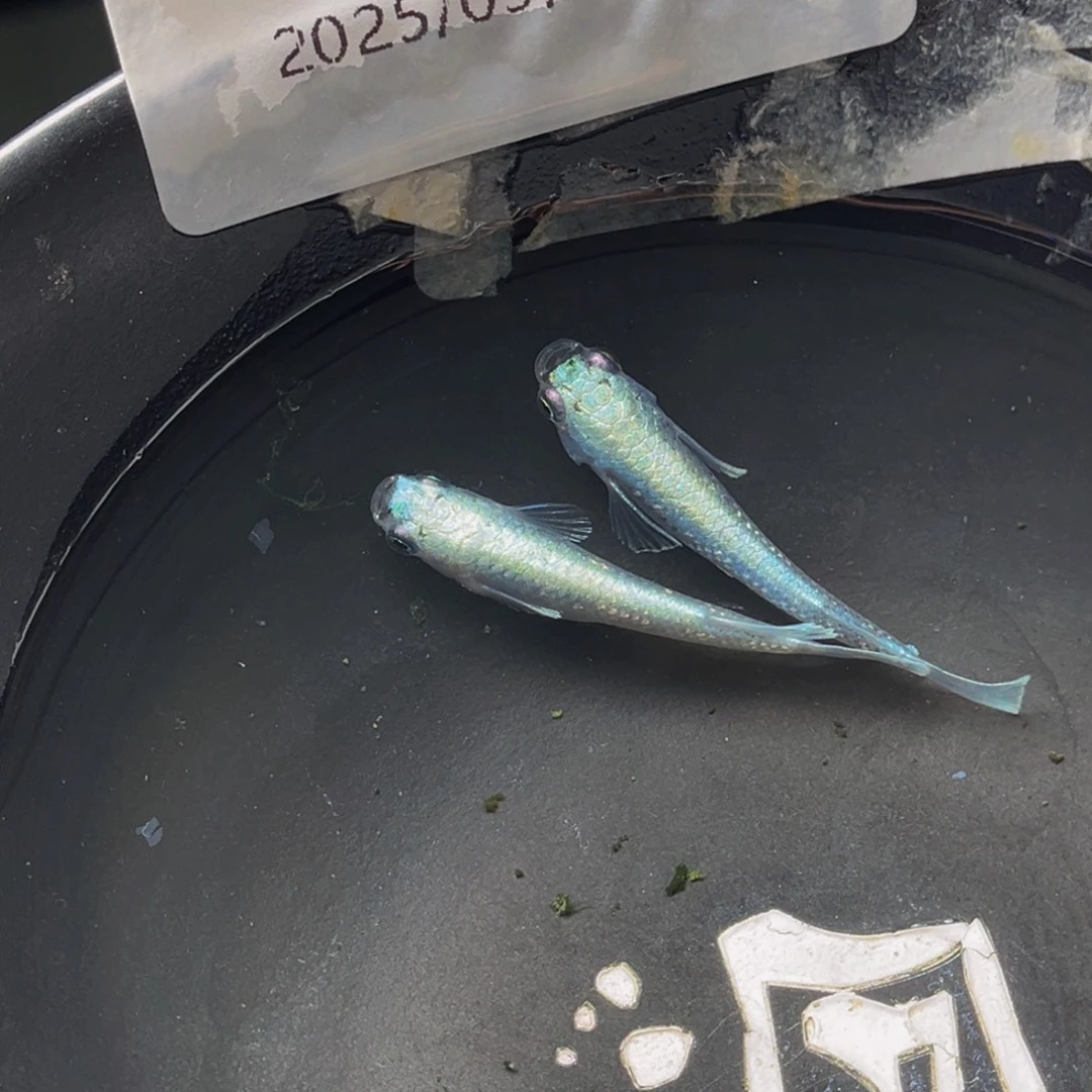 青鳉207玛利亚宽鳍一对
