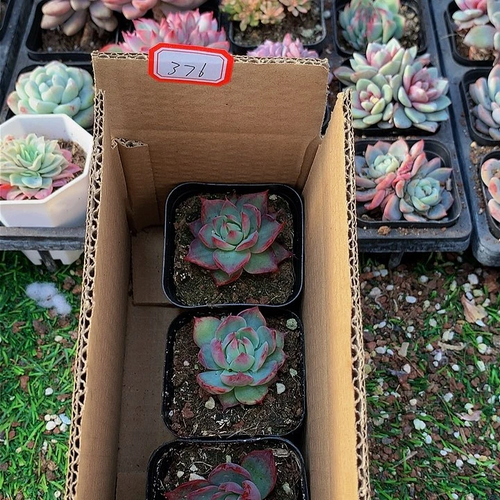 下*茶A376惊鸿仙子多肉