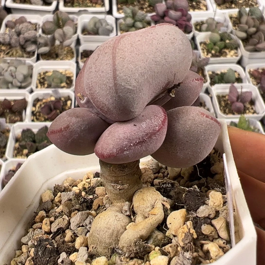 纯木质老桩红蛋多肉植物水泡