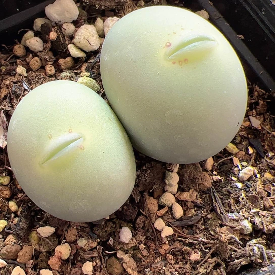 【闪购商品】49 嘟嘴鸽子蛋 双头