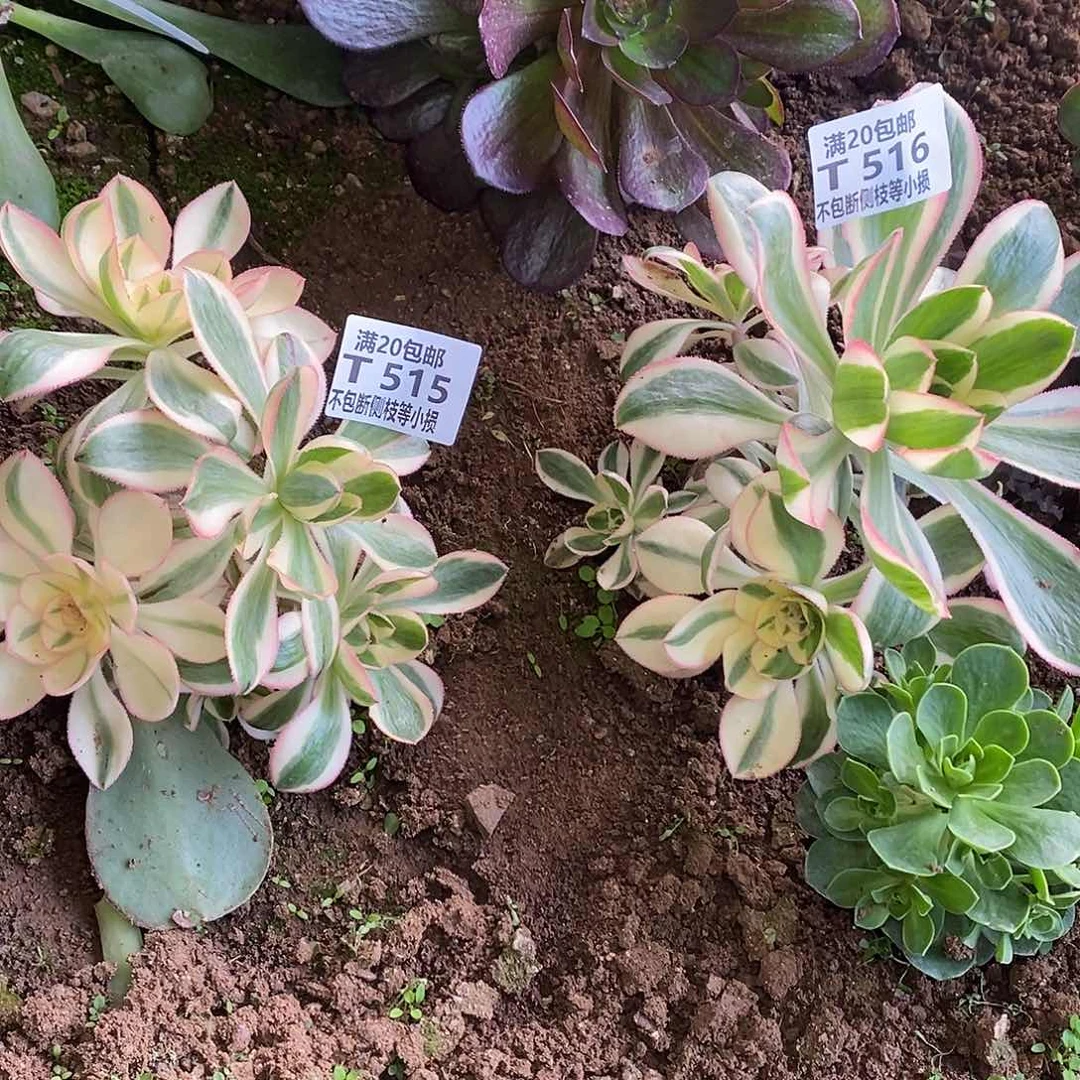 515516燕姿锦有砍两棵