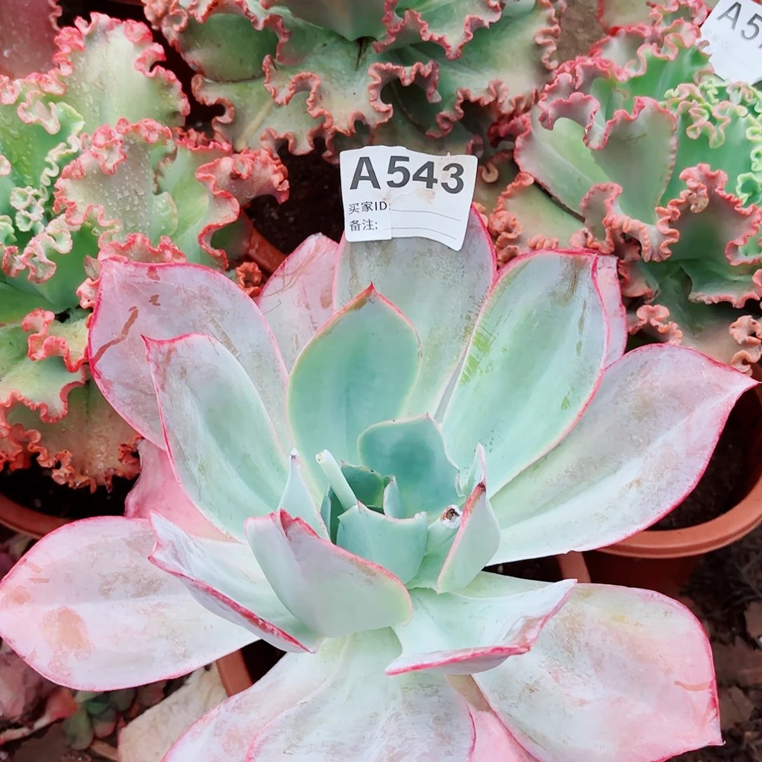 凉***沐肯尼迪多肉植物543号