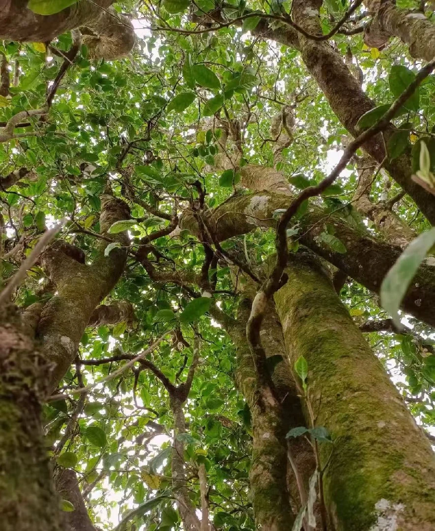 马台岩茶 古树纯料普洱生茶 沱茶-H