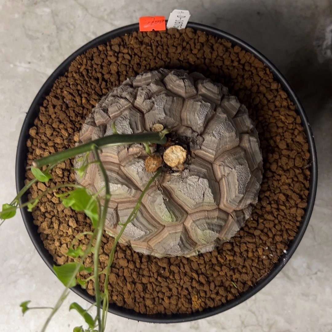 精品盆栽养定的龟甲龙1675号