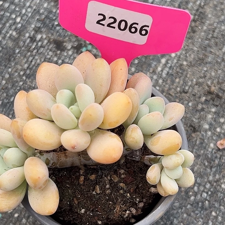 依***】糖心       22066号