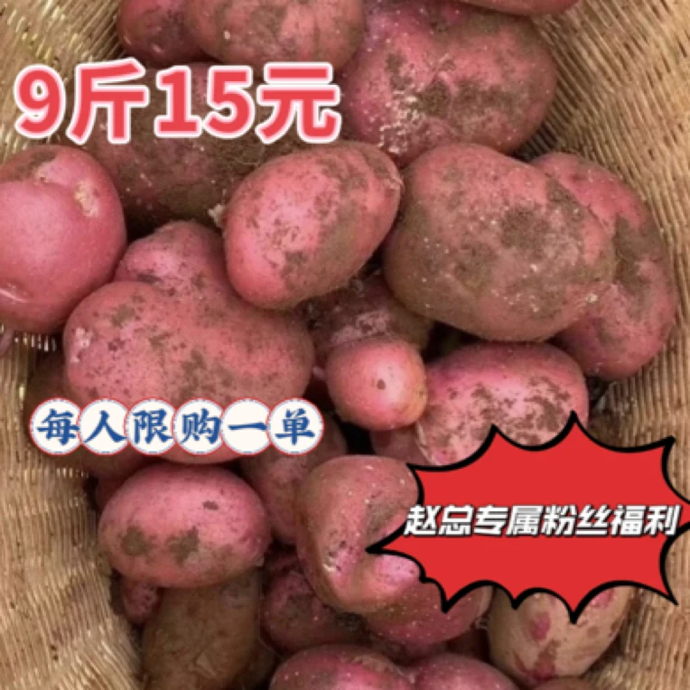 赵总宠粉专属福利云南红皮黄心迷你小土豆9斤