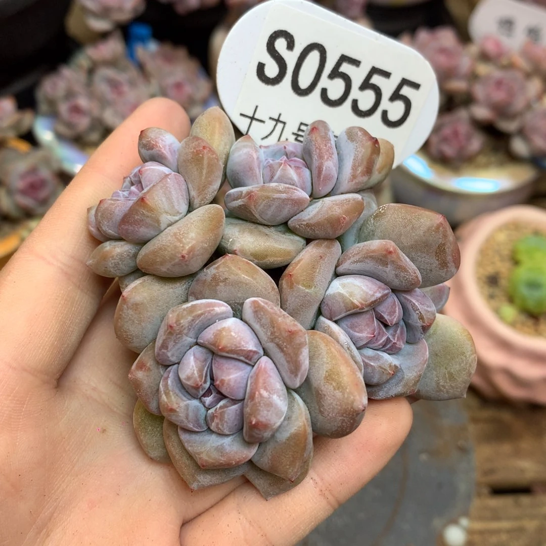 S0555 突尼斯 背景同款 强推