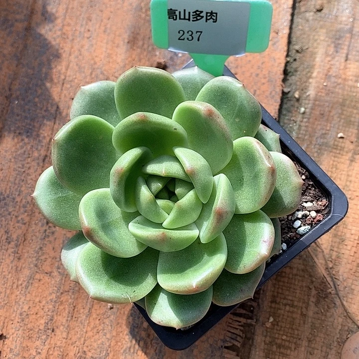 小****D237- 直播福利 东云