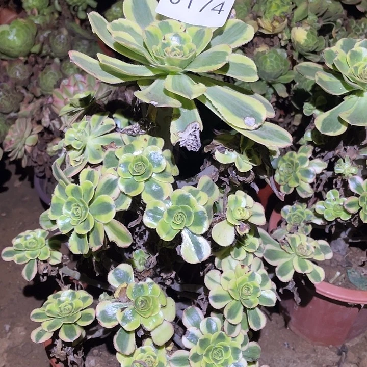 多肉植物法师174保时捷