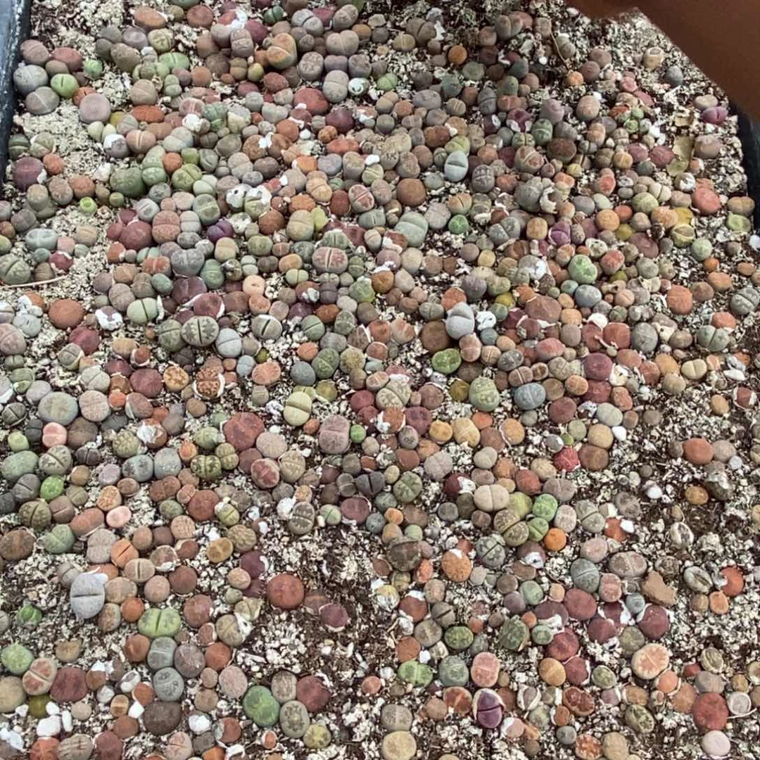 新***选4252直播期一物一拍