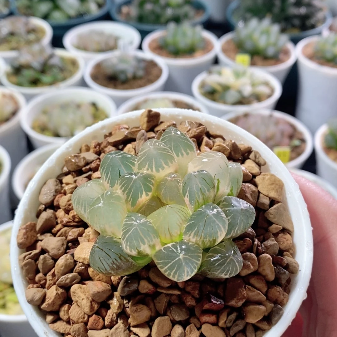 糊斑om玉露锦多肉植物