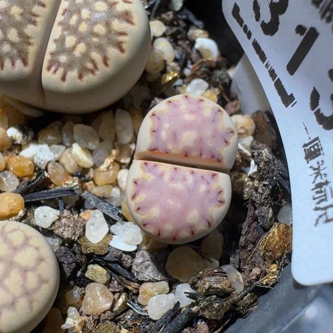 怎么还不开学生石花3130