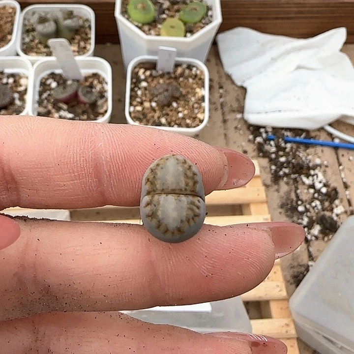 喵****)2.17。 c324。 8011