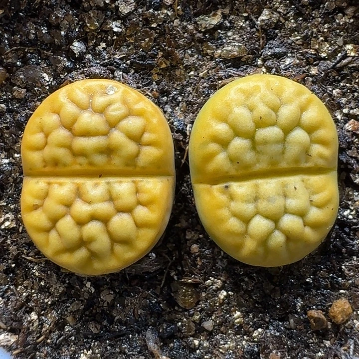 生石花111111。  153