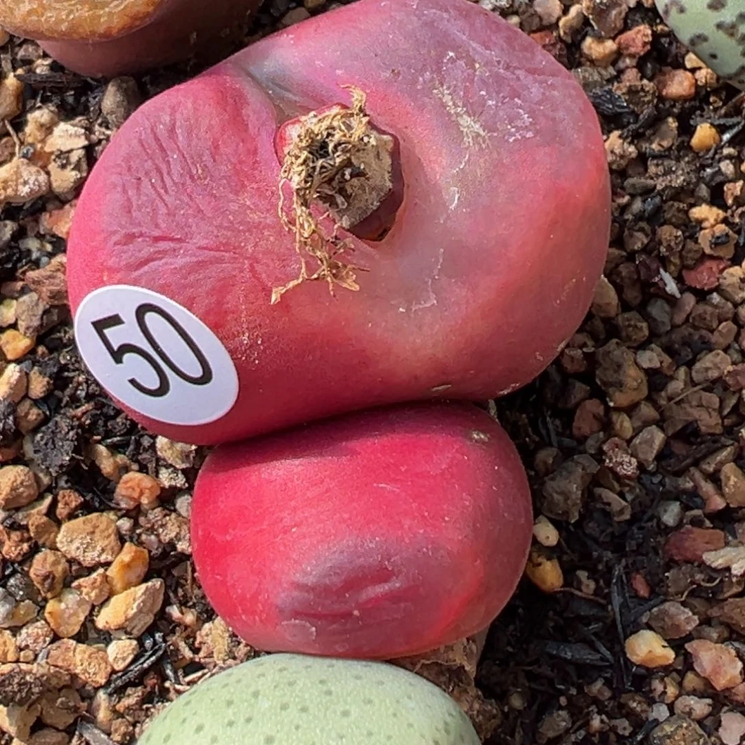 多2植物1111111111111111