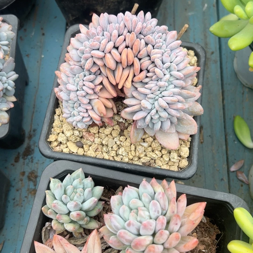 精品多肉植物老桩