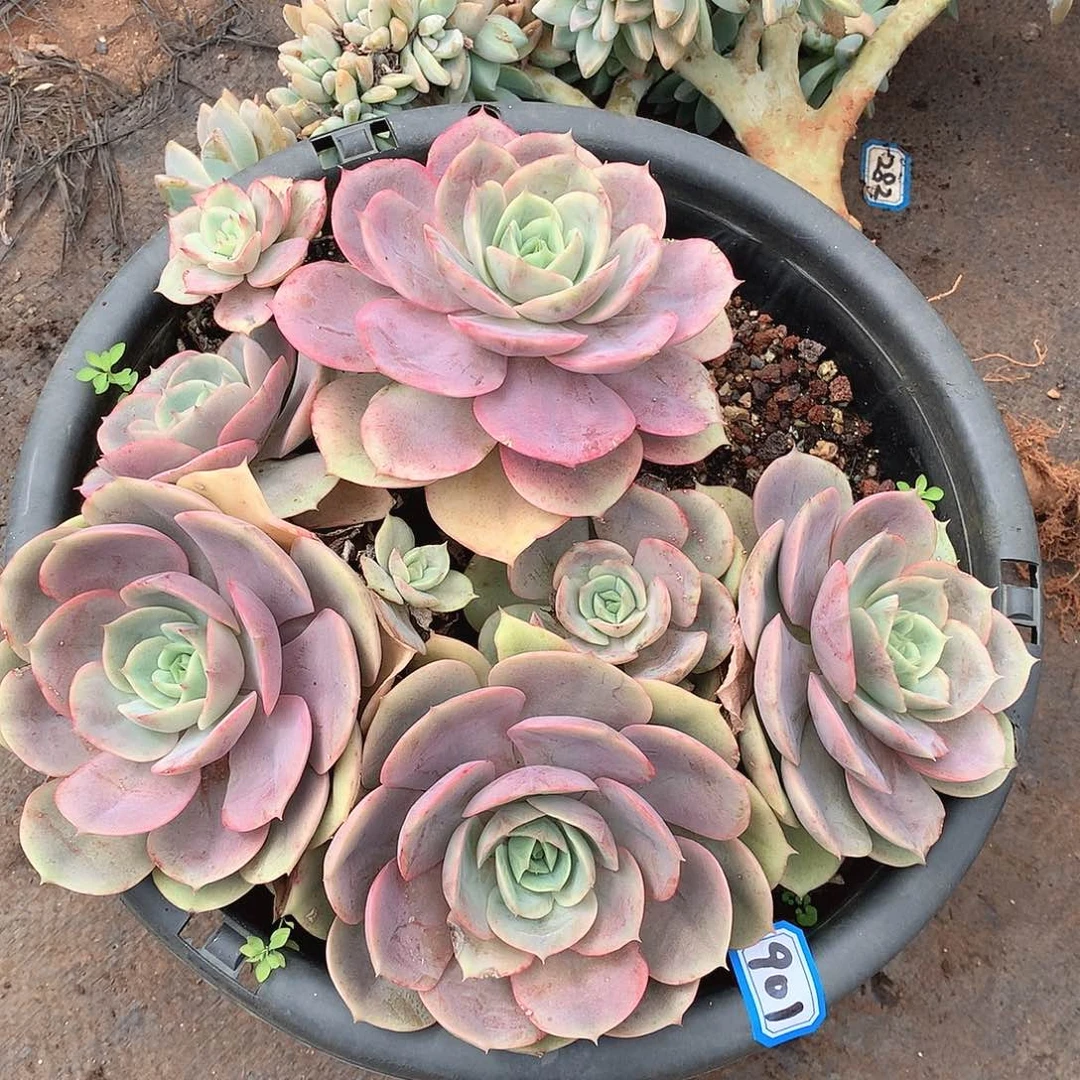 901蓝色苍鹭 一物一拍多肉