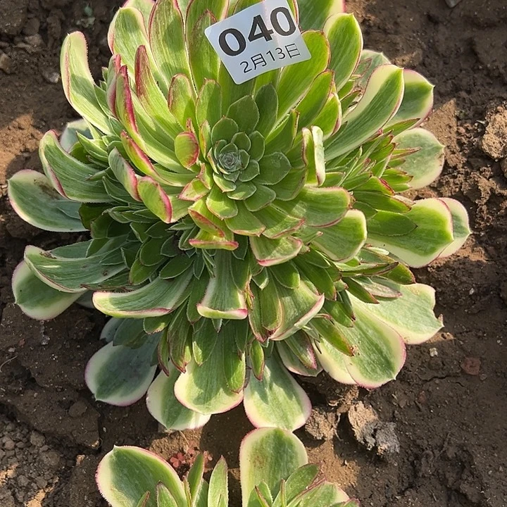 玉*2.13-40孔雀翎多肉植物2