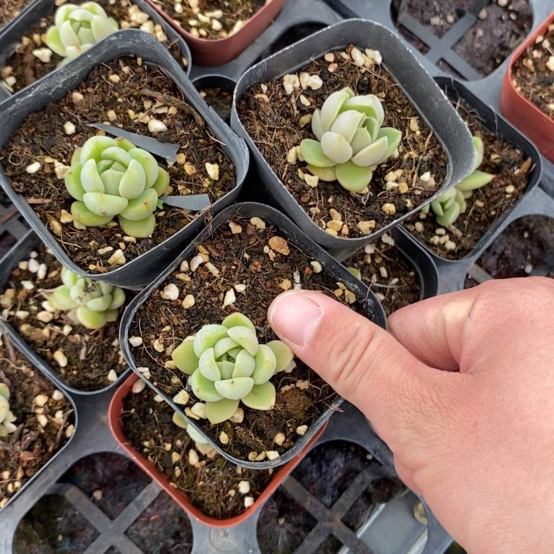 上盆皮艾拉蓝水鬼一个多肉量拍