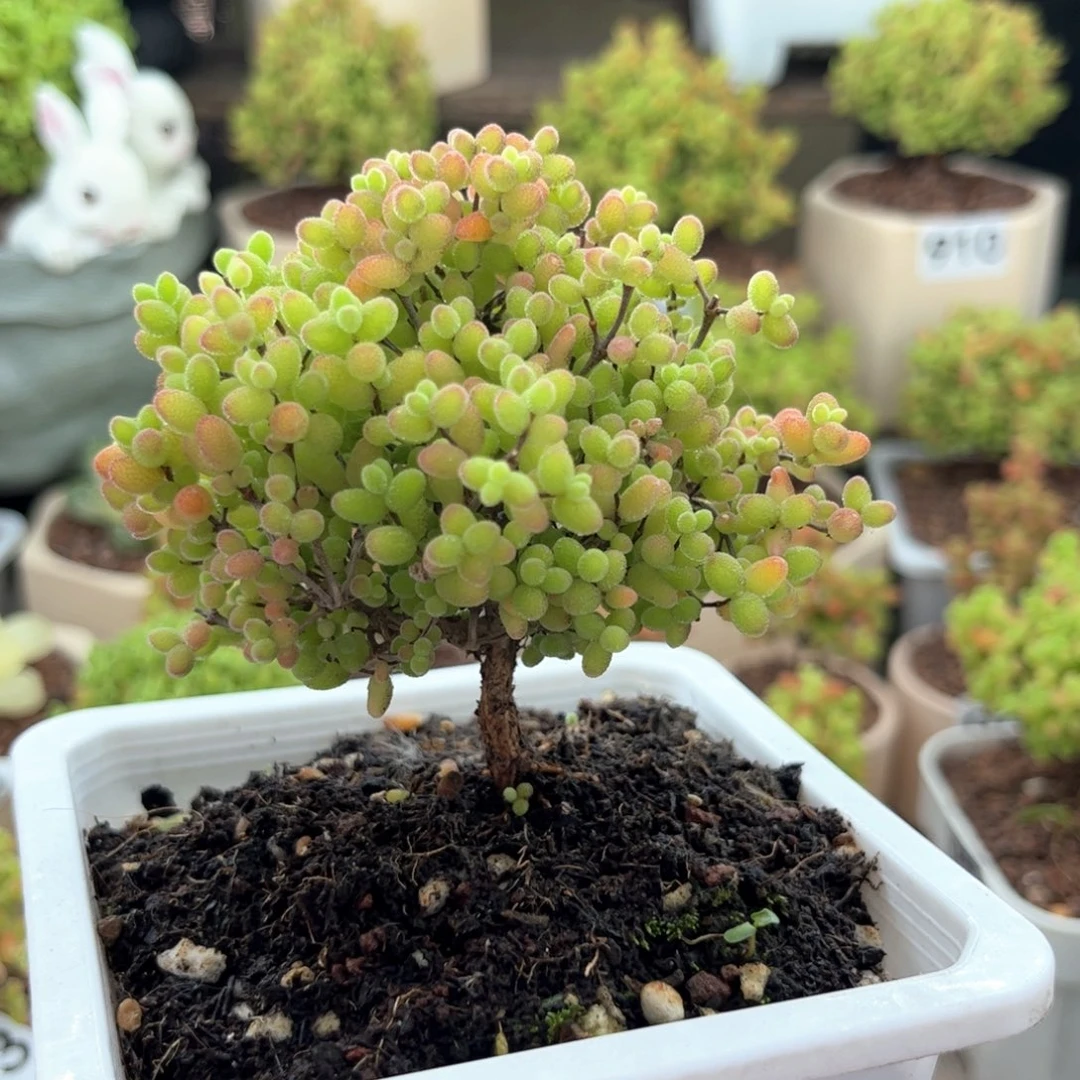 无花朵065蜜桔可爱多肉